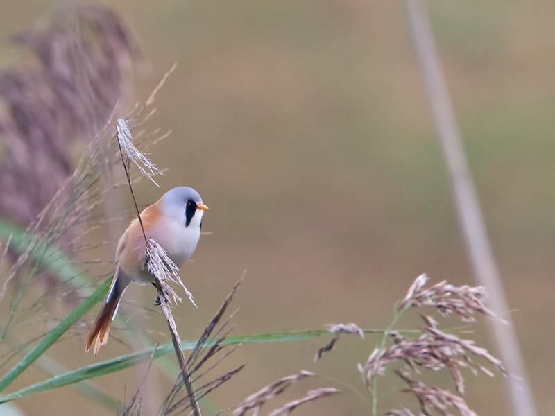 Panurus biarmicus Baardman Bearded Tit